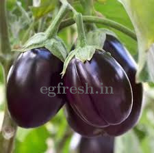 BRINJAL