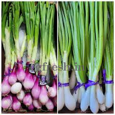 SPRING ONION(LILI DUNGALI)