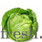 Fresh Organic Cabbage