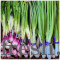 SPRING ONION(LILI DUNGALI)